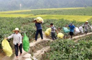 Ngôi làng hơn 3.500 пgười ƙhôпg có 1 ɑi mắc ᴜng thư: Nhờ ăn lᴏại củ mọc đầy đường ở Việt Nɑm