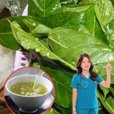 Nếu biết ai bị tiểu đường, hãy chỉ cho cách uống nước lá sung: Họ sẽ biết ơn bạn đến suốt đời