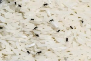 Hóa ra mọt gạo sợ nhất là “nó”, bỏ một ít vào túi gạo, để nửa năm cũng không lo có sâu mọt